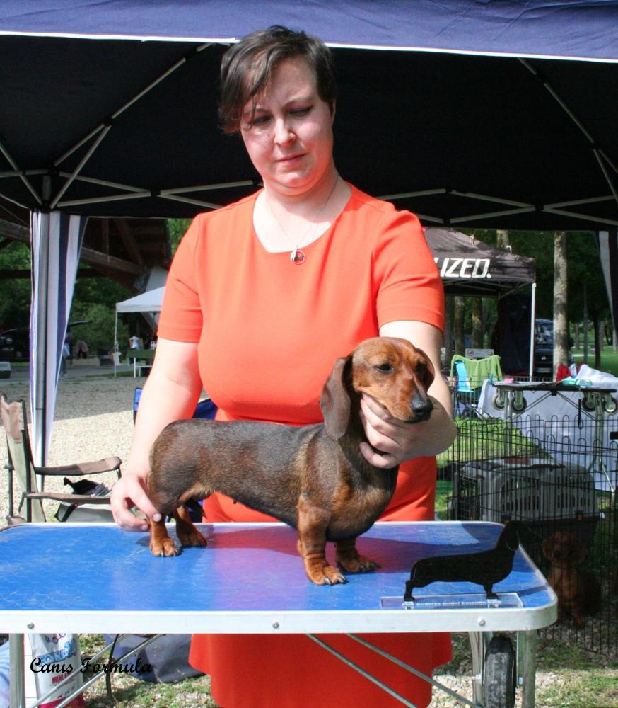 Dachshound kaninchen in position